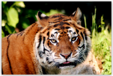 Tigre - sguardo