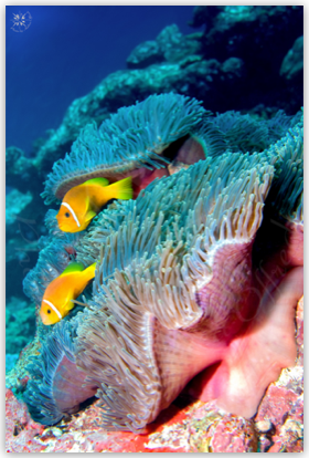 Anemone di mare con pesci pagliaccio_