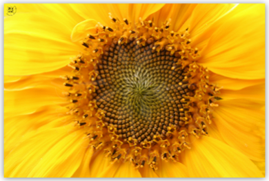 Dettaglio girasole