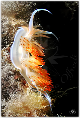 Nudibranco portofino