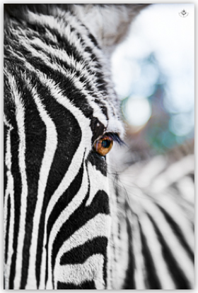 Zebra - primissimo piano