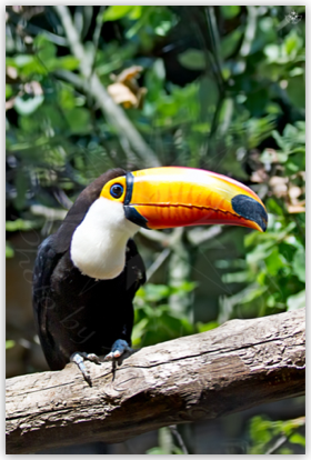 Tucano